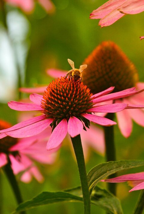 Biene landet auf leuchtendem, rosa Sonnenhut in sommerlich grüner Umgebung.