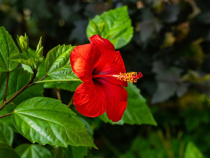 Roter Hibiskus blüht vor unscharfem Hintergrund. | © Shutterstock/Alexander Denisenko