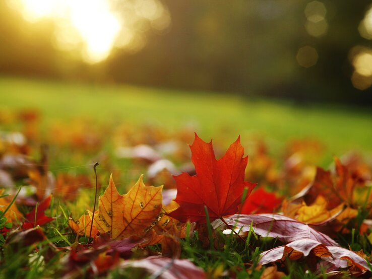 Bunte Blätter auf Wiese.jpg | © Getty Images/Westend61