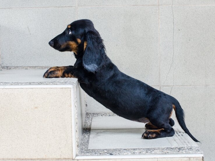 Dackel steht auf einer Treppe, die Vorderpfoten befinden sich auf der höheren Treppenstufe.