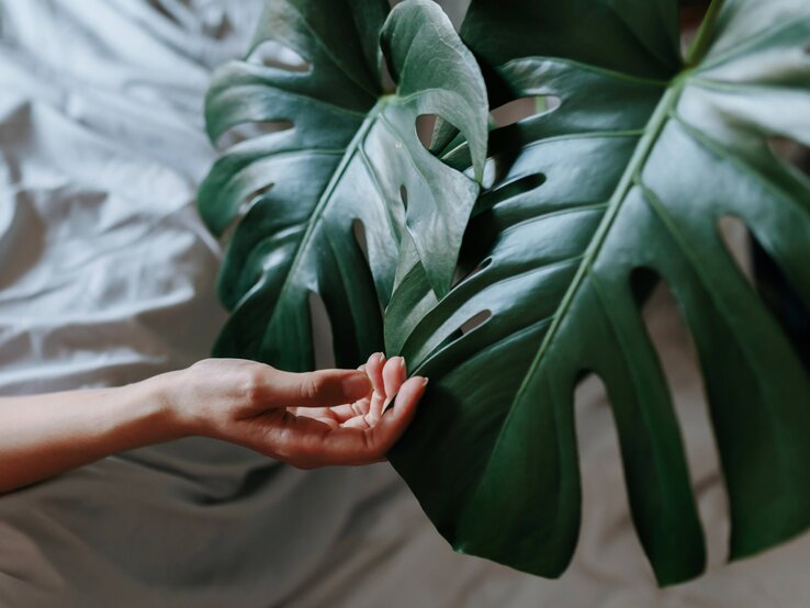 Hand berührt die großen Blätter einen Monstera. Der Hintergrund ist ein weißes Bettlaken. 