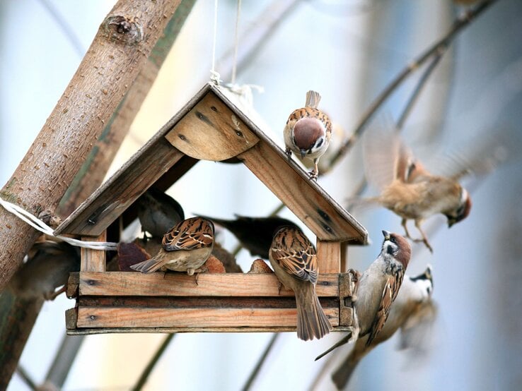 Viele Spatzen sitzen in einem Vogelhäuschen aus Holz. 