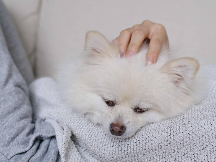 Kleiner Hund, der auf einem Sofa liegt. Er wirkt entspannt und schläfrig, während eine Hand ihn sanft am Kopf streichelt. Der Hund hat dichtes, weiches Fell und seine Augen sind halb geschlossen.