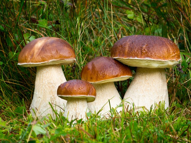 Steinpilze: Gruppe von Steinpilzen auf Waldboden.