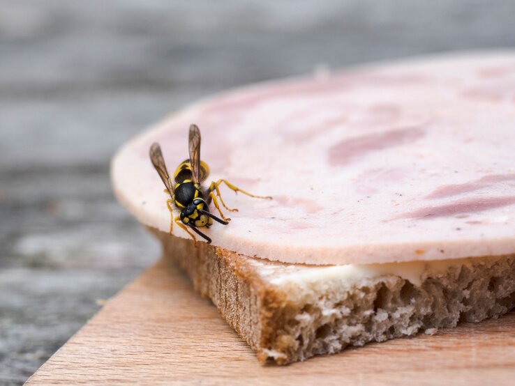 Wespe, die auf einer Scheibe Wurst sitzt, die auf einem Stück Brot liegt.