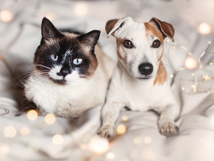 Hund und Katze liegen auf einem Bett mit Lichtern.