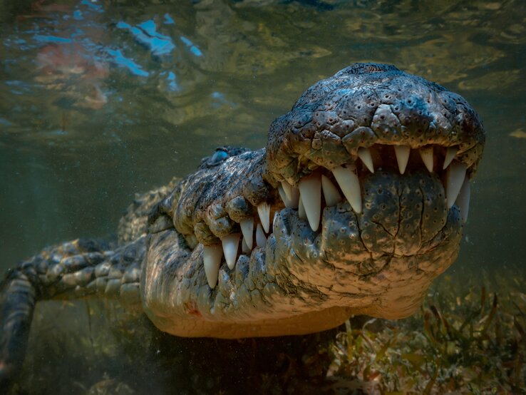 Es ist ein Krokodil unter Wasser zu sehen. 