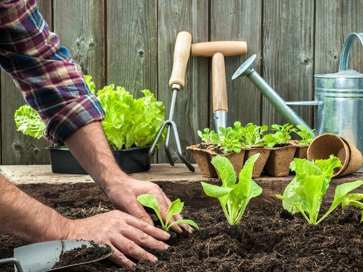 Ein Mann pflanzt Gemüse ein.