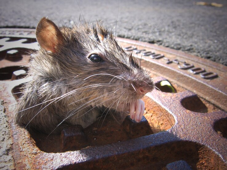 Ratte Gully.jpg | © iStock / Susanne Kosig