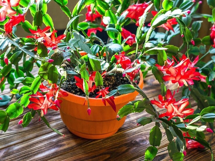 Ein rot-blühender Schlumbergera-Weihnachtskaktus in einem Topf.