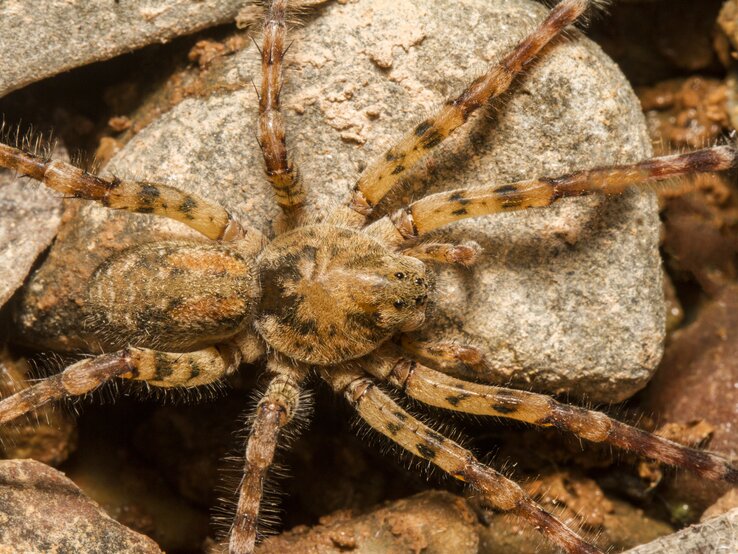 Nosferatu-Spinne (Zoropsis spinimana) in einer natürlichen Umgebung. Diese Spinne ist durch ihren kräftigen Körperbau und ihre langen Beine gekennzeichnet, mit einer charakteristischen braunen Färbung und einem gemusterten Abdomen.