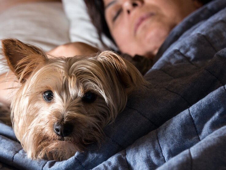 Hund im Bett ja nein.jpg | © iStock / Juanmonino