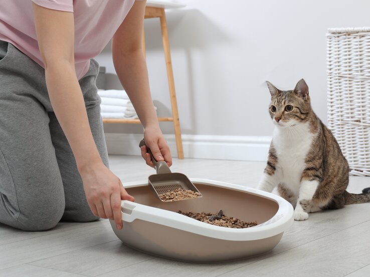 Junge Frau säubert das Katzenklo der Katze.