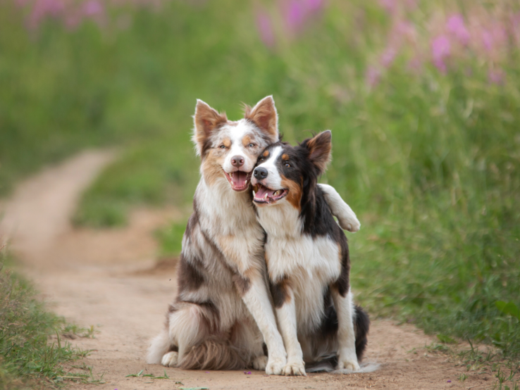 Zwei Hunde sitzen in einem Feld und der eine hat den anderen im Arm. 