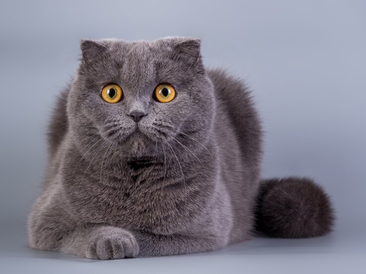 Schottische Faltohrkatze | © iStock/PhotoAllel