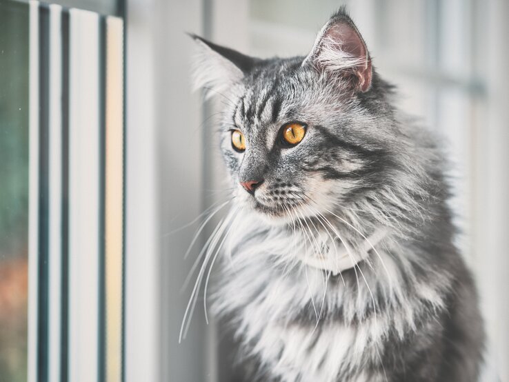 Maine Coon | © iStock/Gelner Tivadar