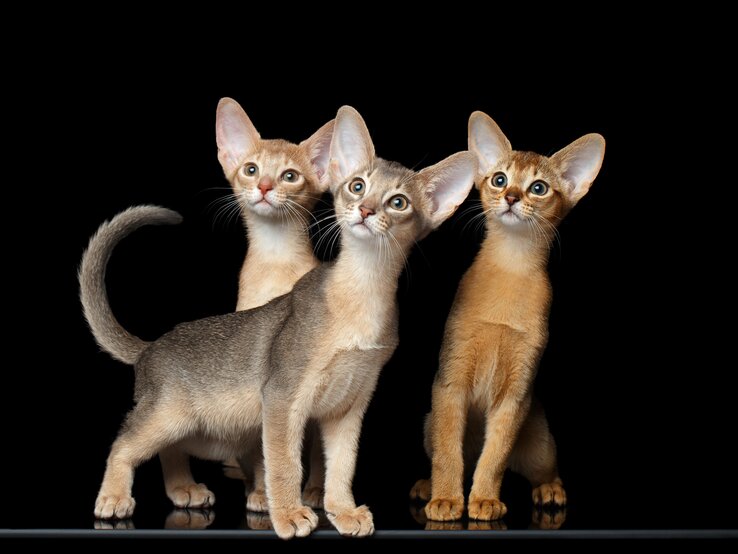 Abessinierkatze | © iStock/Seregraff