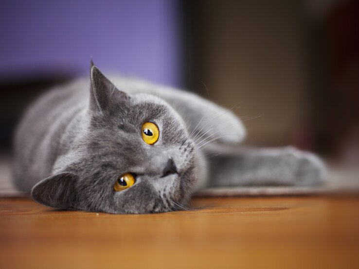 British Shorthair Katze | © iStock/Povozniuk