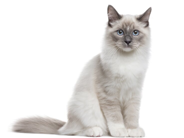 Sibirische Katze | © iStock/GlobalP