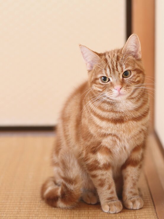 American Shorthair Katze | © imago/AFLO