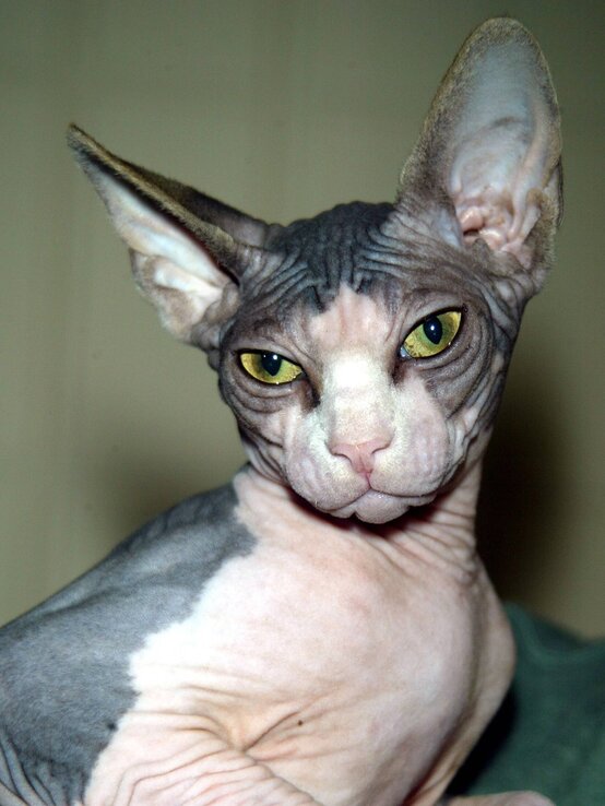 Sphynxkatze | © imago/UPI Photo