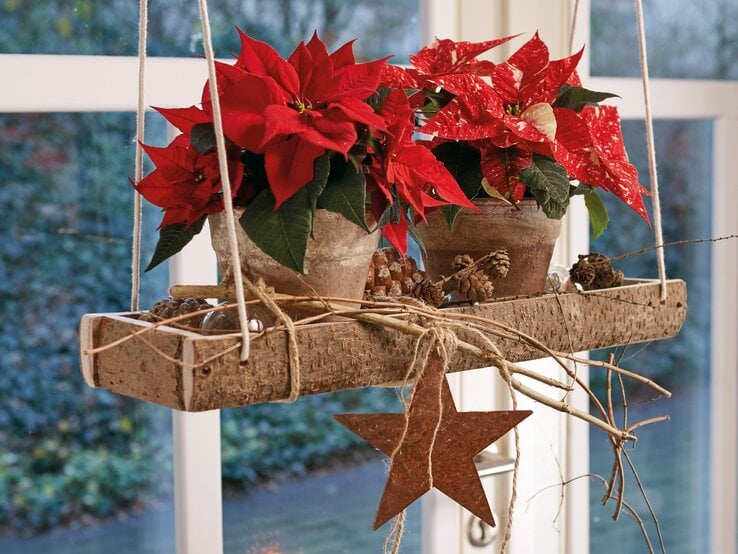 Weihnachtsstern-Hängeschmuck für's Fenster | © starsuniteeurope.eu