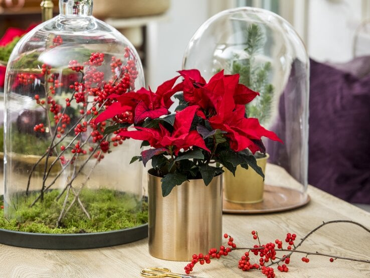 Weihnachtsstern Deko mit Glashauben | © starsuniteeurope.eu