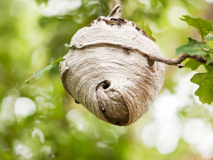 SächsischeWespe-Nest.jpg | © iStock/BanksPhotos