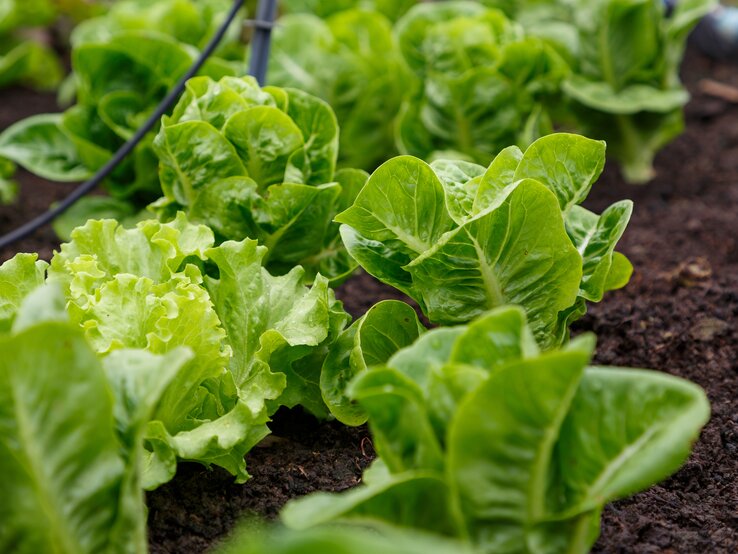 Wintersalat wächst in einem Beet in einer Reihe. | © Shutterstock/Warongdech Digital