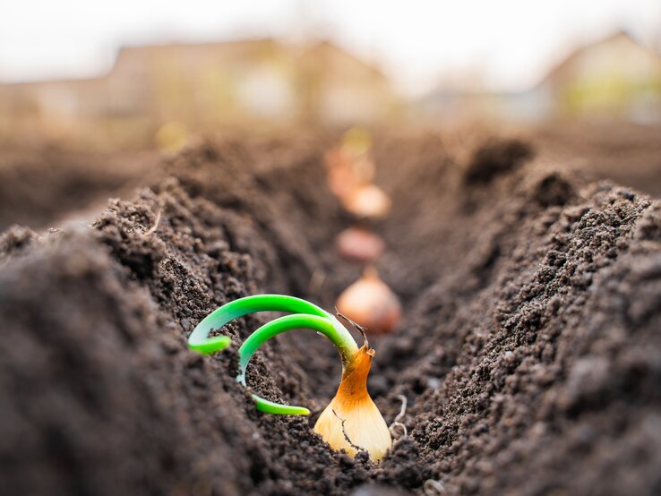 Eine Zwiebel steckt in der Erde und wächst schon langsam heran. | © Shutterstock/VVVproduct