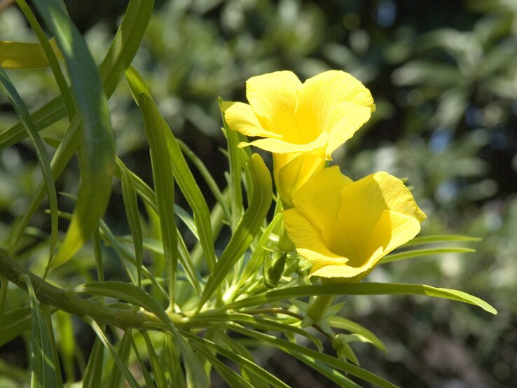 Gelber Oleander | © imago/Manfred Ruckszio