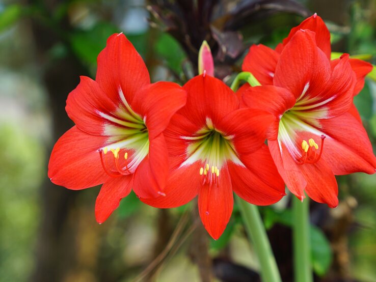 Amaryllis | © iStock/Wanchanta