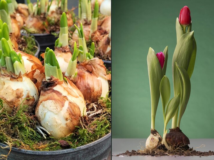 Tulpen- und Narzissenzwiebel | © imago, iStock (Collage BILD der FRAU)