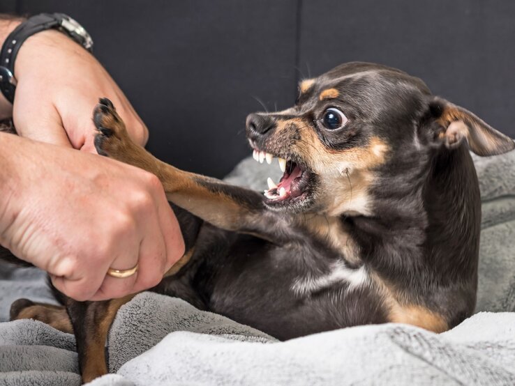 Kleiner, aggressiv wirkender Hund auf einer Decke, der die Zähne fletscht und drohend knurrt. Er scheint sich in einer Verteidigungshaltung zu befinden und versucht, eine menschliche Hand abzuwehren. 