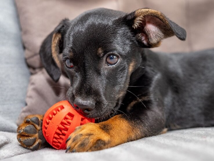 Ein junger schwarz-brauner Hund liegt auf einem grauen Sofa und hält spielerisch einen roten Gummiball zwischen seinen Pfoten.