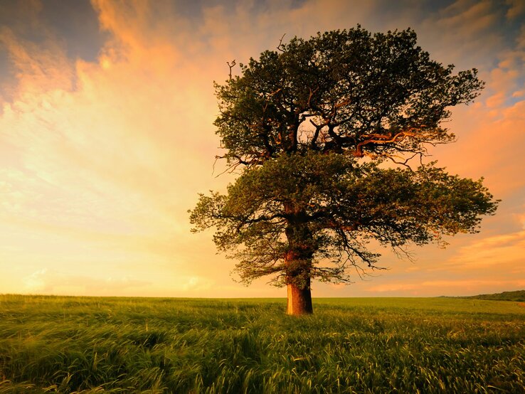 Ein majestätischer, alleinstehender Baum steht auf einem weiten Feld bei Sonnenuntergang. Der Himmel ist in warmen Orangetönen gefärbt, was eine friedliche und idyllische Atmosphäre schafft. Die Äste des Baumes sind weit verzweigt und das Laub ist dicht, während das Gras im Vordergrund leicht im Wind weht. Der Baum wirkt stark und verwurzelt, als Symbol für Beständigkeit und Naturverbundenheit.