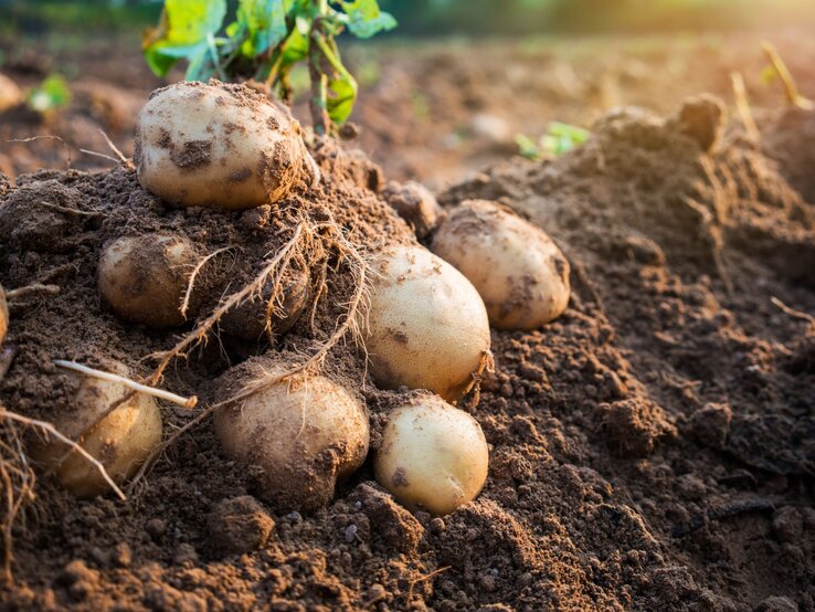 Frisch geerntete Kartoffeln mit Wurzeln liegen auf einem Acker im Morgenlicht, noch leicht mit Erde bedeckt.