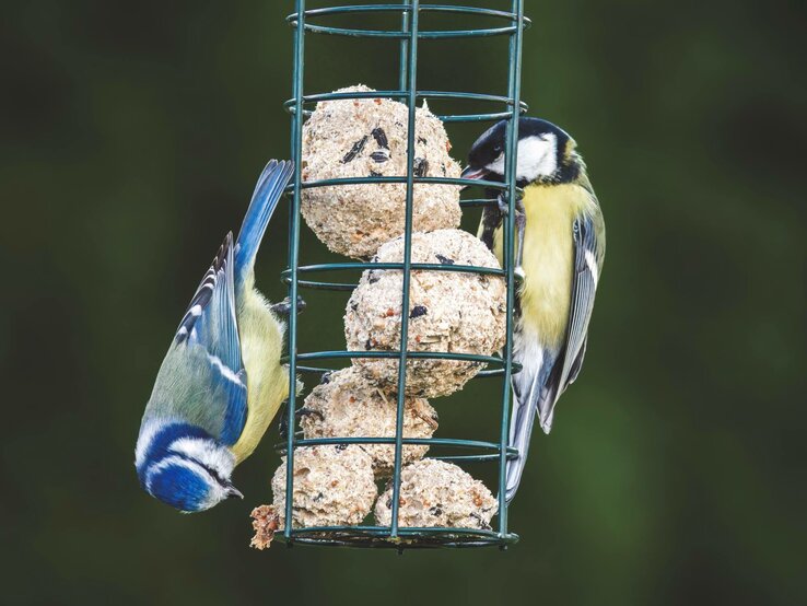 Zwei bunte Meisen an einem Futterhäuschen: Blaumeise unten, Kohlmeise pickt oben an Meisenknödeln.