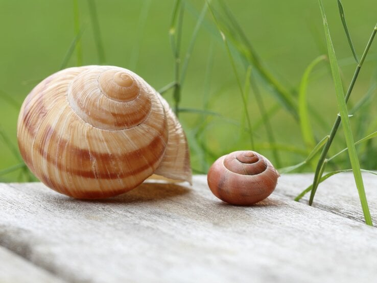 Zwei leere Schneckenhäuser, ein großes und ein kleines, liegen auf einer Holzoberfläche vor grünem Hintergrund.