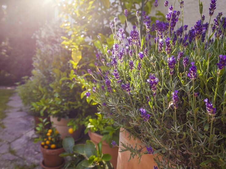 Blühender Lavendel in Terrakottatöpfen im Sonnenlicht, flankiert von grünen Pflanzen und einem gepflasterten Gartenweg.