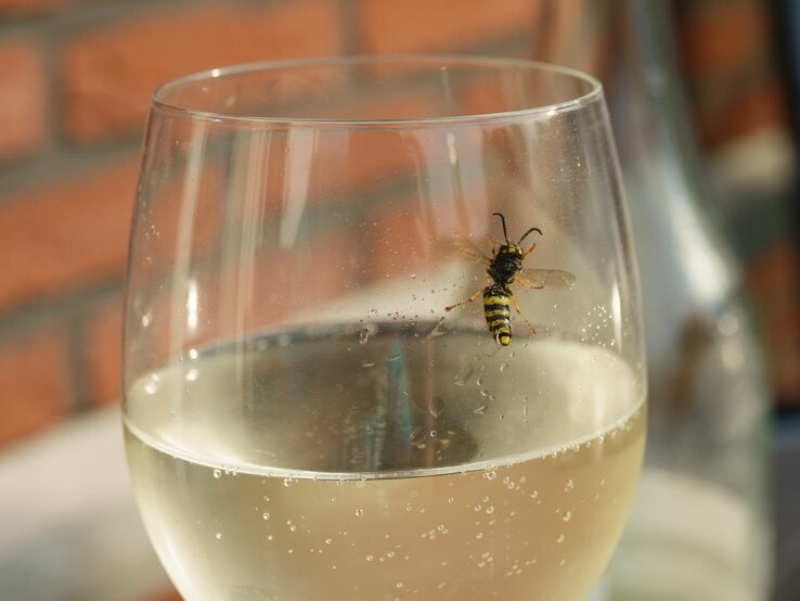 Eine Wespe sitzt am Rand eines gefüllten Weinglases vor einem unscharfen Hintergrund mit roten Ziegelsteinen.