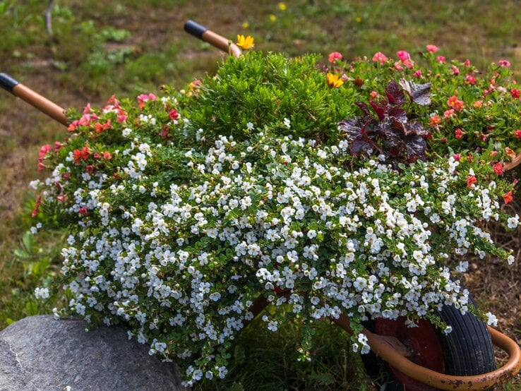 Eine Schubkarre voller bunter Blumen, darunter weiße, rote und gelbe Blüten, steht auf einer Wiese neben einem grauen Stein.