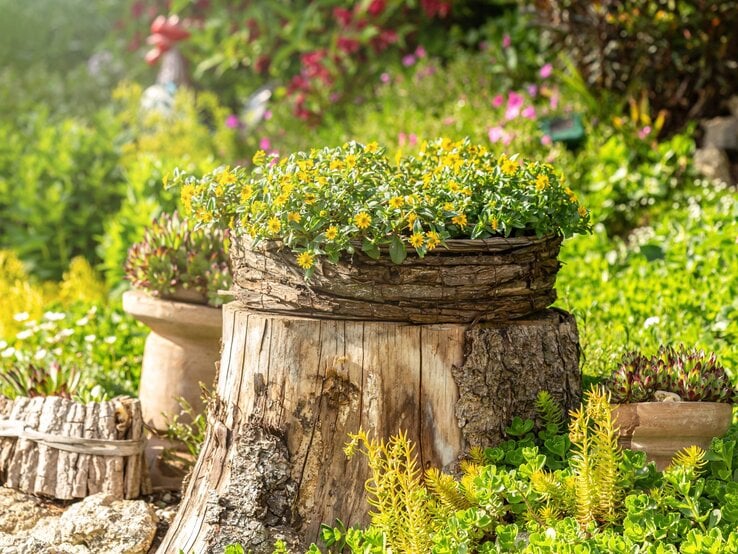 Ein Baumstumpf im Garten mit einem Blumenkorb voller gelber Blüten, umgeben von grünem Laub und bunten Blumen.