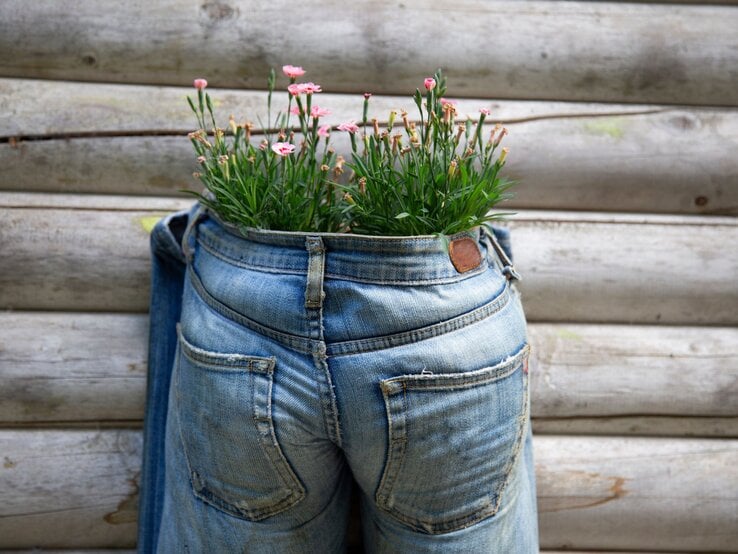 Eine blaue Jeans, die als Blumentopf dient, ist mit rosa Blumen gefüllt und lehnt an einer Holzwand.