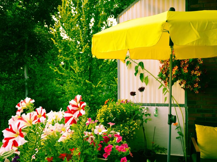 Garten mit blühenden Petunien und gelbem Sonnenschirm, im Hintergrund dichte grüne Bäume.