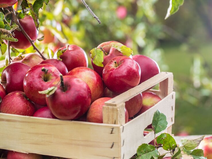 Rote Äpfel in einer Holzkiste liegen im Sonnenlicht zwischen grünen Blättern in einem Obstgarten.