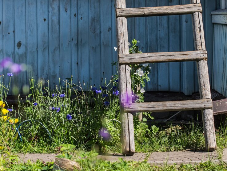 Eine alte Holzleiter lehnt an einer blauen, verwitterten Holzwand, umgeben von blühenden Wildblumen im Garten.