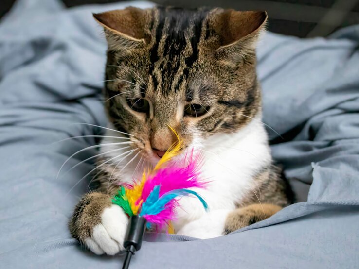 Getigerte Katze mit weißen Pfoten spielt aufmerksam mit einem bunten Federspielzeug auf einer grauen Decke.