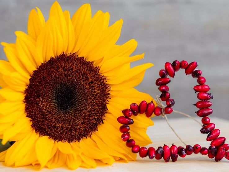 Große, gelbe Sonnenblume mit dunkelbrauner Mitte, daneben ein rotes Herz aus Hagebutten auf hellem, unscharfem Hintergrund.