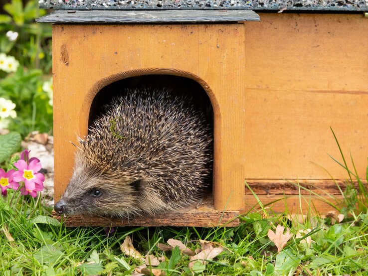 Ein Igel mit braunen Stacheln schaut vorsichtig aus einem selbstgebautem Igelhaus, umgeben von grüner Wiese und rosa Primeln.